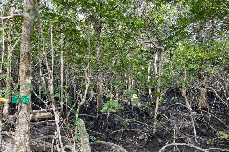 Trên Hòn Bảy Cạnh còn có rừng ngập mặn nguyên sinh.