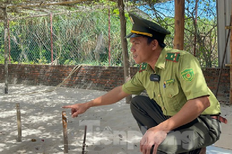 Anh Phạm Trung Kiên, nhân viên kiểm lâm của Trạm Kiểm lâm Hòn Bảy Cạnh giới thiệu với đoàn công tác Báo Tiền Phong về trạm ấp trứng rùa biển. Khi đưa về về tổ ấp, một nửa số trứng sẽ được cho vào hố có nhiều ánh sáng, nửa còn lại cho vào hố ấp được phủ tấm lưới chống nắng bên trên. Việc này chính là để cân bằng “giới tính” cho rùa con khi nở, bởi rùa biển có thể điều chỉnh được đực cái nhờ tác động của ánh sáng và nhiệt độ khi ấp. Khoảng 45-60 ngày sau khi đưa về tổ ấp, trứng sẽ nở.