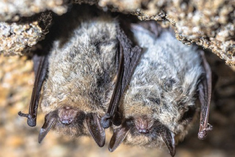 Lam the nao ma dong vat ngu dong, biet khi nao chung can thuc day?