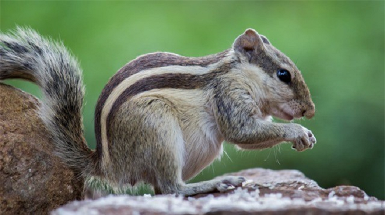 Lam the nao ma dong vat ngu dong, biet khi nao chung can thuc day?-Hinh-3