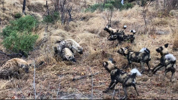 Bay cho hoang bi cuop mieng an ngay tren mieng