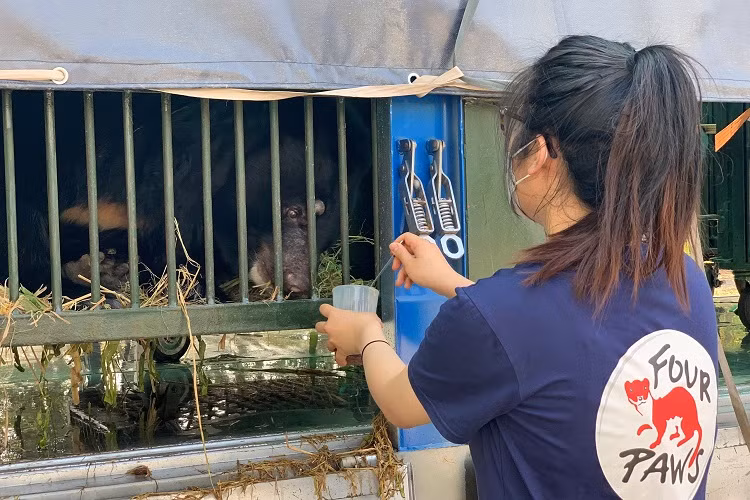 Toan canh chuyen 'chuyen khau' 9 con gau tu Binh Duong ve Ninh Binh-Hinh-7