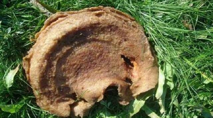 Thay nam la moc giua ao dung voi nho bo-Hinh-3