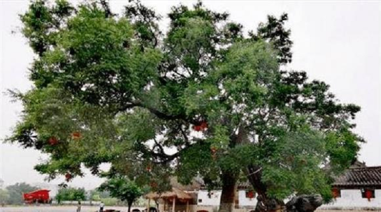 Có một truyền thuyết kể rằng thời xa xưa, các quan và binh lính đã đuổi dân làng ra khỏi làng, tuy nhiên dân làng không chịu rời quê hương nên họ sẵn sàng vùng dậy, chống lại triều đình. Cây hoa hòe còn được cho là bảo vệ tài lộc cho gia chủ, có tác dụng trừ tà, nên mọi người không ai chặt cây phát lộc. 