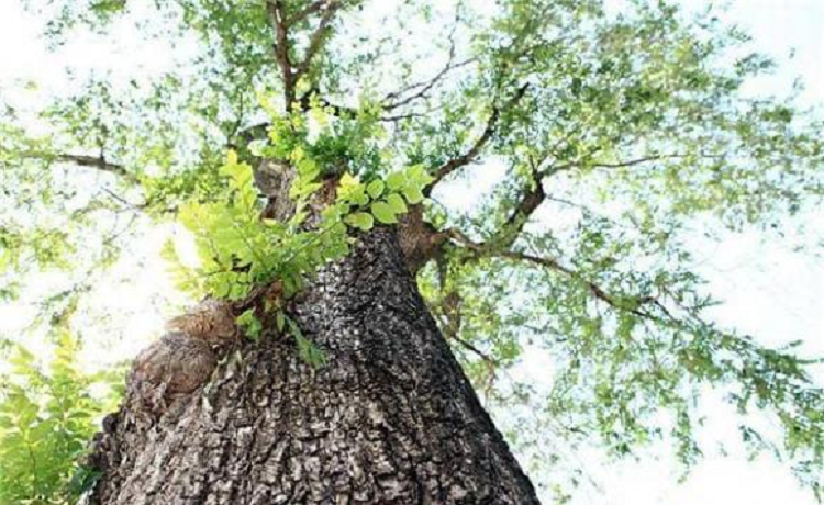 Cây du. Loại cây thứ hai mà người xưa không muốn chặt là cây du, lá cây du thường được gọi là cây du tiền, dư tiền.