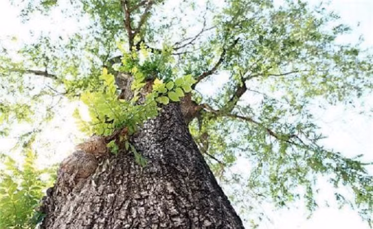 Cây du. Loại cây thứ hai mà người xưa không muốn chặt là cây du, lá cây du thường được gọi là cây du tiền, dư tiền.