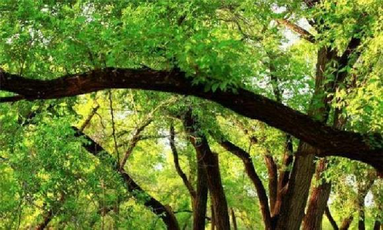 Nếu thời xưa có nạn đói, người xưa cũng có thể hái cây du tiền về phơi khô làm thức ăn, so với lá cây du thì lá cây duối tốt hơn nhiều. Vỏ của cây du cũng có thể ăn được và có thể được dùng làm thực phẩm trong thời kỳ đói kém. 