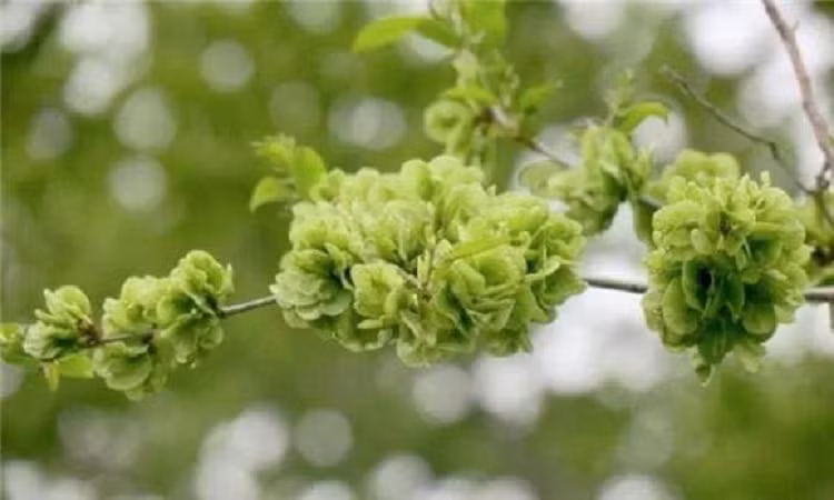 Ngoài tên hay lá cây du cũng ngon, nhiều bạn khi còn nhỏ ở quê có lẽ đã từng ăn lá cây du tươi. Vị hơi ngọt, không chỉ thanh mát mà còn là một món ngon hấp dẫn. 