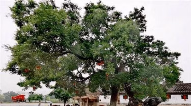 Có một truyền thuyết kể rằng thời xa xưa, các quan và binh lính đã đuổi dân làng ra khỏi làng, tuy nhiên dân làng không chịu rời quê hương nên họ sẵn sàng vùng dậy, chống lại triều đình. Cây hoa hòe còn được cho là bảo vệ tài lộc cho gia chủ, có tác dụng trừ tà, nên mọi người không ai chặt cây phát lộc. 