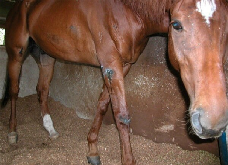 Tai sao ngua lai ngu dung?-Hinh-3