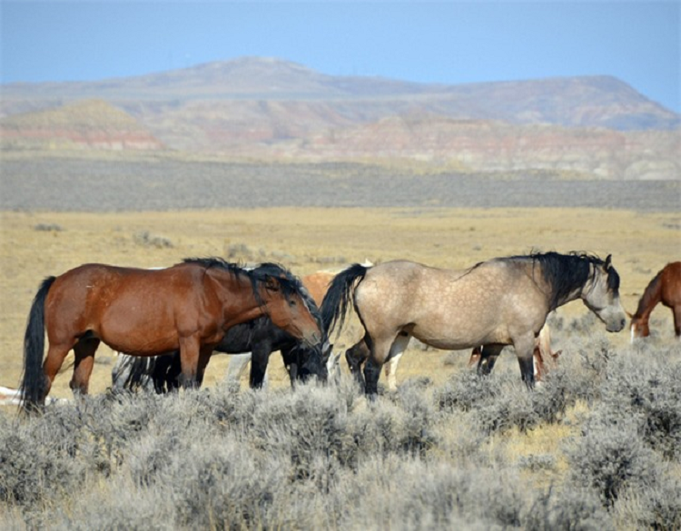 Tai sao ngua lai ngu dung?-Hinh-6