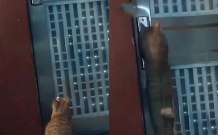 Mang hang xom vi nghi nhin len, co gai xau ho khi xem lai camera-Hinh-2