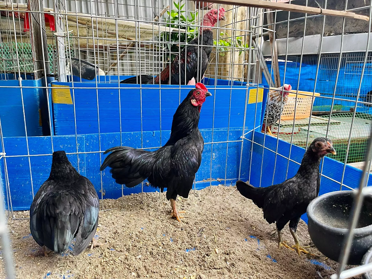 Doc la ga ti hon “quy toc” gia ca tram trieu dong o Ha Noi-Hinh-4