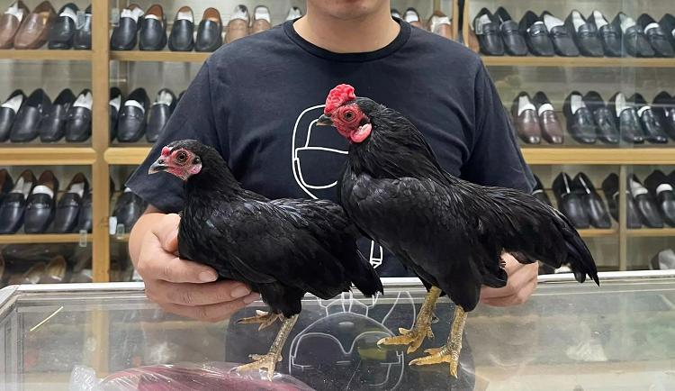 Doc la ga ti hon “quy toc” gia ca tram trieu dong o Ha Noi-Hinh-5