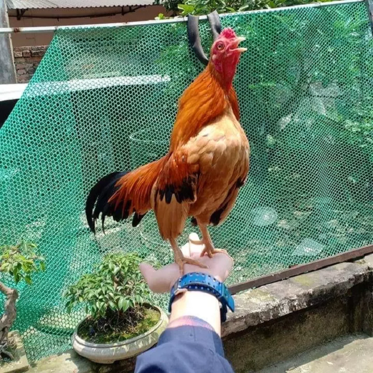 Doc la ga ti hon “quy toc” gia ca tram trieu dong o Ha Noi-Hinh-8