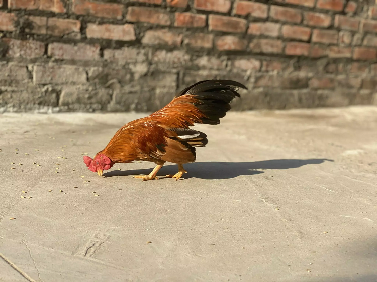 Doc la ga ti hon “quy toc” gia ca tram trieu dong o Ha Noi-Hinh-6