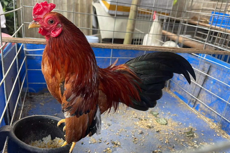 Doc la ga ti hon “quy toc” gia ca tram trieu dong o Ha Noi