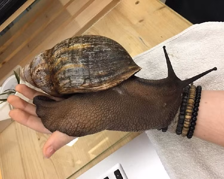 Loai oc sen khong lo cuu doi nguoi dan chau Phi-Hinh-3