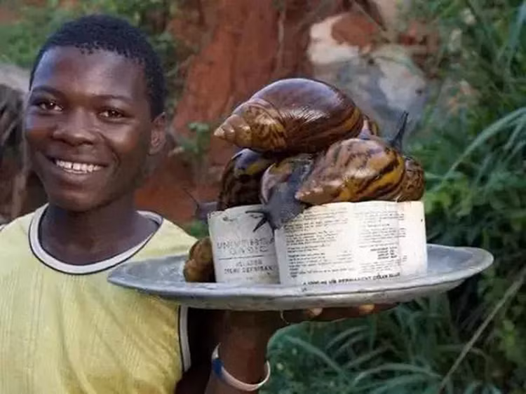 Loai oc sen khong lo cuu doi nguoi dan chau Phi-Hinh-2