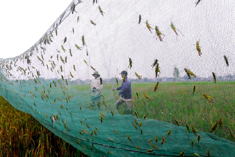  Châu chấu non còn là thức ăn cho các loại chim cảnh, chim quý của nhà giàu. Mỗi kg châu chấu cốm được bán với giá lên tới nửa triệu đồng/kg