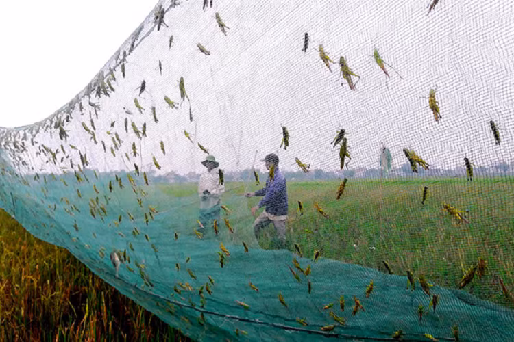  Châu chấu non còn là thức ăn cho các loại chim cảnh, chim quý của nhà giàu. Mỗi kg châu chấu cốm được bán với giá lên tới nửa triệu đồng/kg