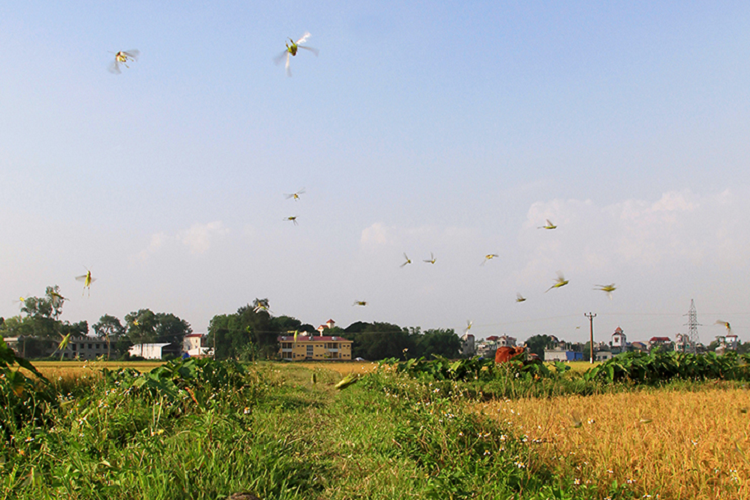 Mỗi ngày, mỗi người ra đồng có thể vợt được vài kg châu chấu cốm