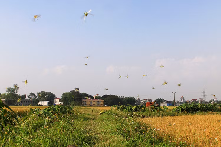 Mỗi ngày, mỗi người ra đồng có thể vợt được vài kg châu chấu cốm