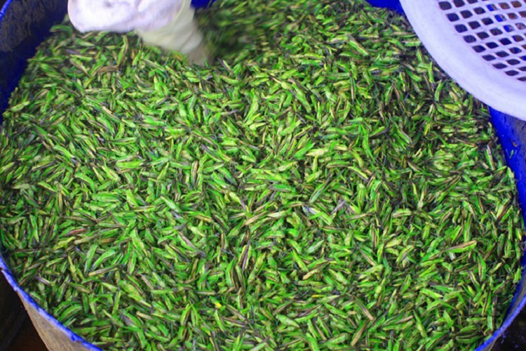 Mỗi khi đến mùa lúa trổ đòng, châu chấu cốm lại có mặt trên khắp các cánh đồng. Lúc này, người dân lại mang những chiếc vợt lưới tự chế với kích thước lớn để "vợt" châu chấu