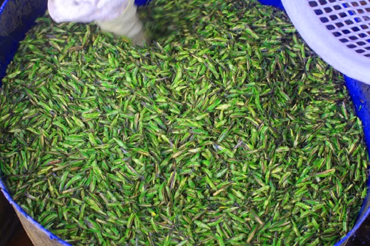 Mỗi khi đến mùa lúa trổ đòng, châu chấu cốm lại có mặt trên khắp các cánh đồng. Lúc này, người dân lại mang những chiếc vợt lưới tự chế với kích thước lớn để "vợt" châu chấu