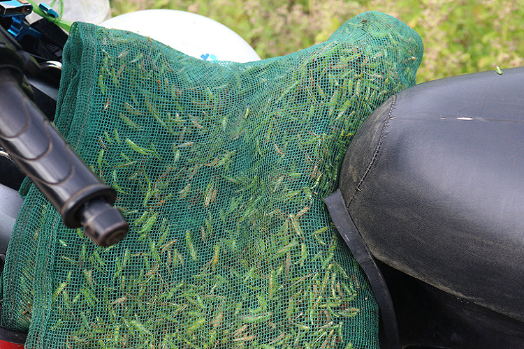 Châu chấu cốm ăn không ngon nhưng lại được các “đại gia” chơi chim cảnh săn lùng bởi chúng chứa chất diệp lục, protein, chất béo và nhiều chất dinh dưỡng khác.