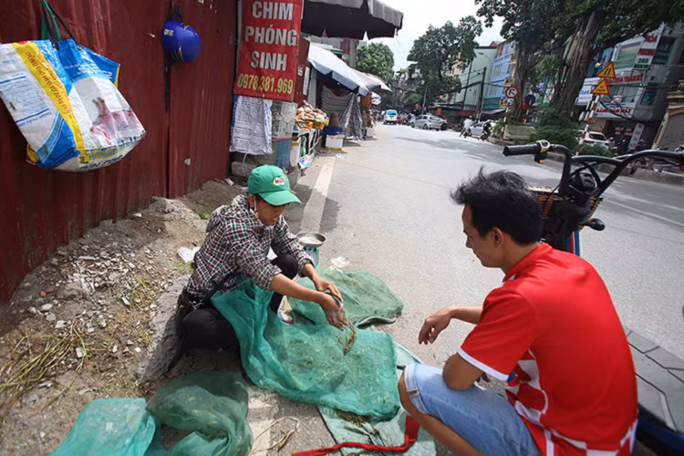 Châu chấu cốm là loại châu chấu non, chưa có cánh