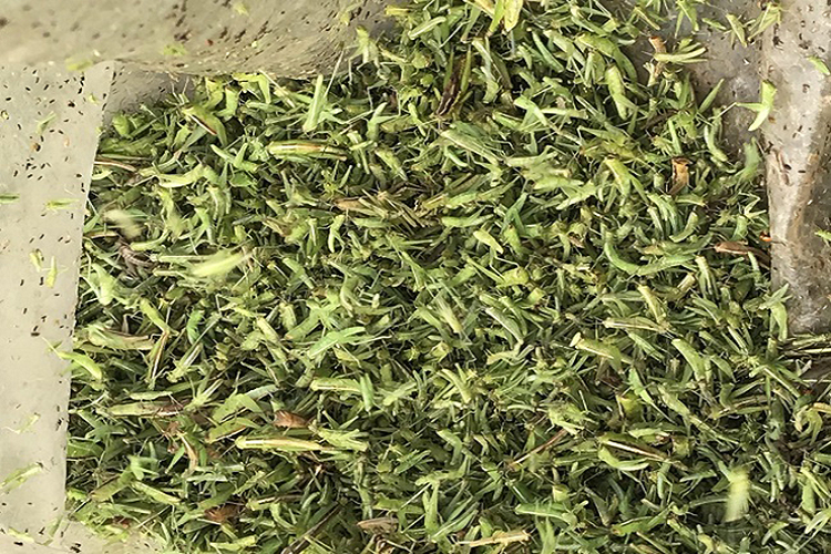 Vì lượng khách đông đảo nên nghề săn châu chấu cốm cũng mang lại nguồn thu nhập đáng kể cho người nông dân