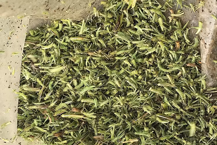 Vì lượng khách đông đảo nên nghề săn châu chấu cốm cũng mang lại nguồn thu nhập đáng kể cho người nông dân