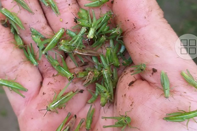 Sau khi vợt về, châu chấu cốm được làm sạch sẽ, nhặt sạch rác, chân và râu rồi bảo quản ngay vào ngăn đông tủ lạnh để giữ được độ tươi nhất.