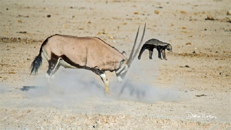 Bi choc tuc, linh duong day lung mat biet the nao la giang ho-Hinh-2