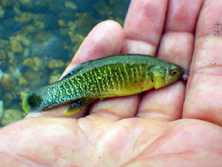 Kham pha 5 loai dong vat co the song sot sau tham hoa hat nhan-Hinh-5