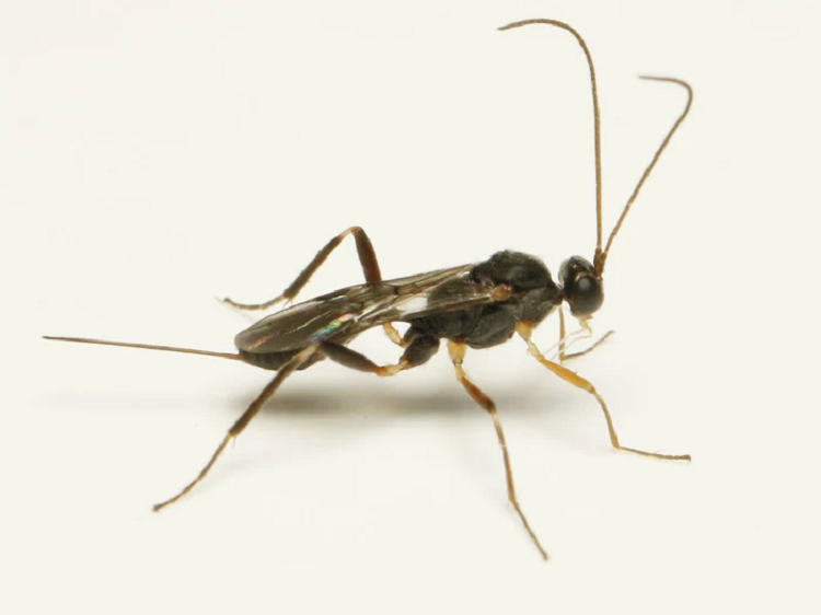 Kham pha 5 loai dong vat co the song sot sau tham hoa hat nhan-Hinh-4