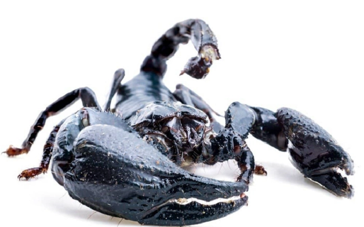 Kham pha 5 loai dong vat co the song sot sau tham hoa hat nhan