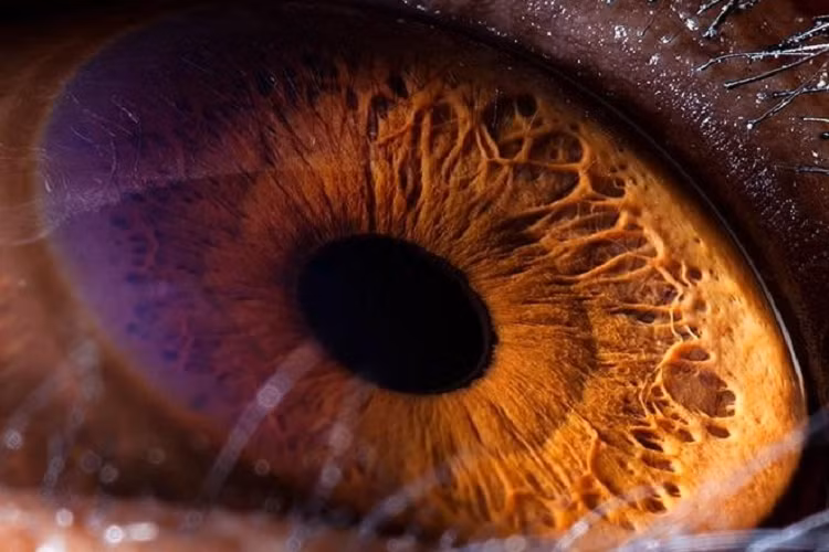 Ngam nhin ve dep ky la doc dao trong doi mat cua muon thu-Hinh-3