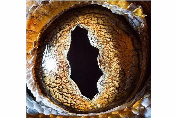 Ngam nhin ve dep ky la doc dao trong doi mat cua muon thu-Hinh-14