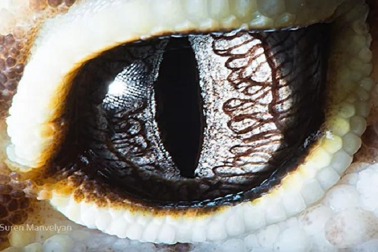 Ngam nhin ve dep ky la doc dao trong doi mat cua muon thu-Hinh-7