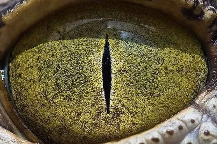 Ngam nhin ve dep ky la doc dao trong doi mat cua muon thu-Hinh-10