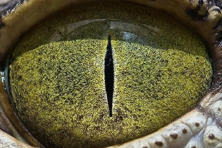 Ngam nhin ve dep ky la doc dao trong doi mat cua muon thu-Hinh-10