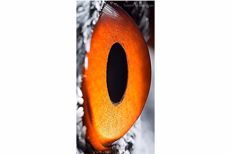 Ngam nhin ve dep ky la doc dao trong doi mat cua muon thu-Hinh-9