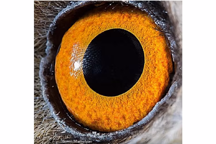 Ngam nhin ve dep ky la doc dao trong doi mat cua muon thu-Hinh-2