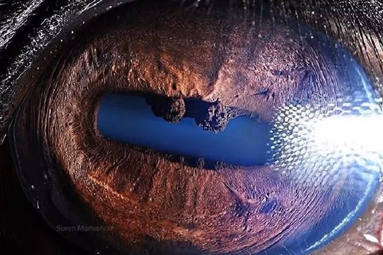 Ngắm nhìn vẻ đẹp kỳ lạ độc đáo trong đôi mắt của muôn thú Ngam nhin ve dep ky la doc dao trong doi mat cua muon thu