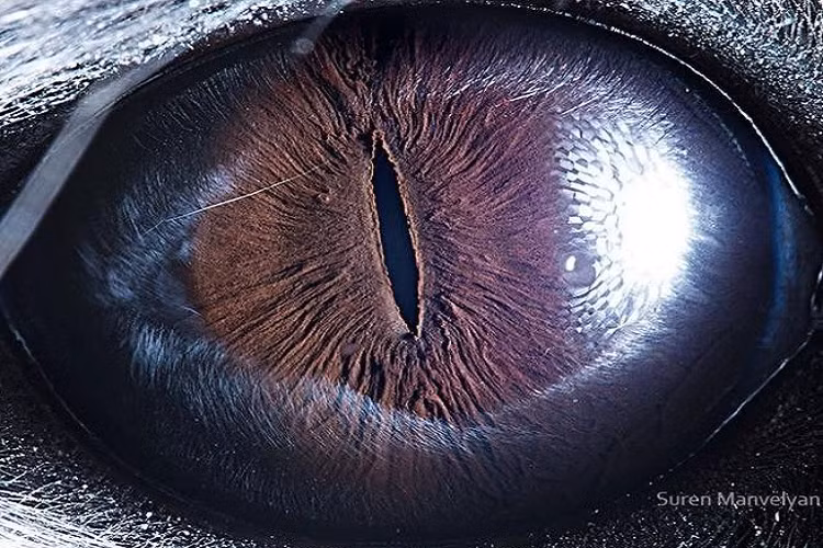 Ngam nhin ve dep ky la doc dao trong doi mat cua muon thu-Hinh-8