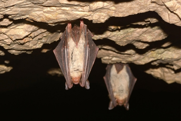 Bi cu tom song, doi gia tieng ong bap cay thoat than ngoan muc