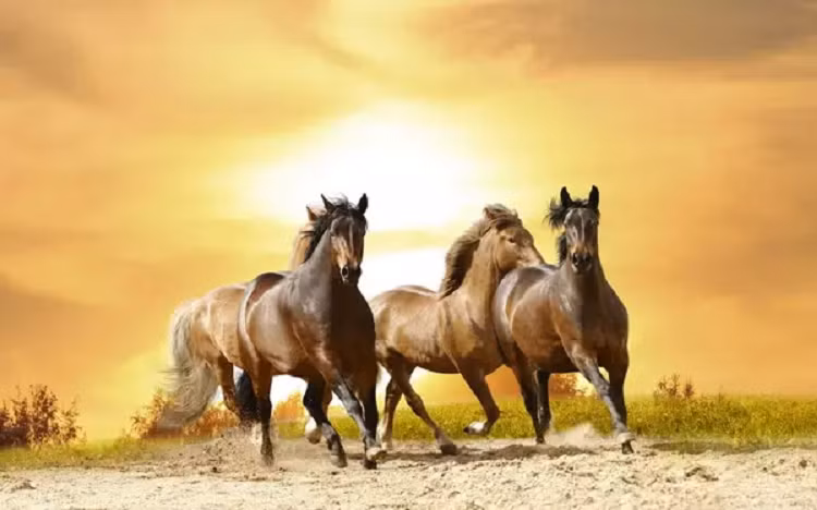 Dau nam, 4 con giap nghenh don cat lanh, y trung nhan xuat hien!-Hinh-4