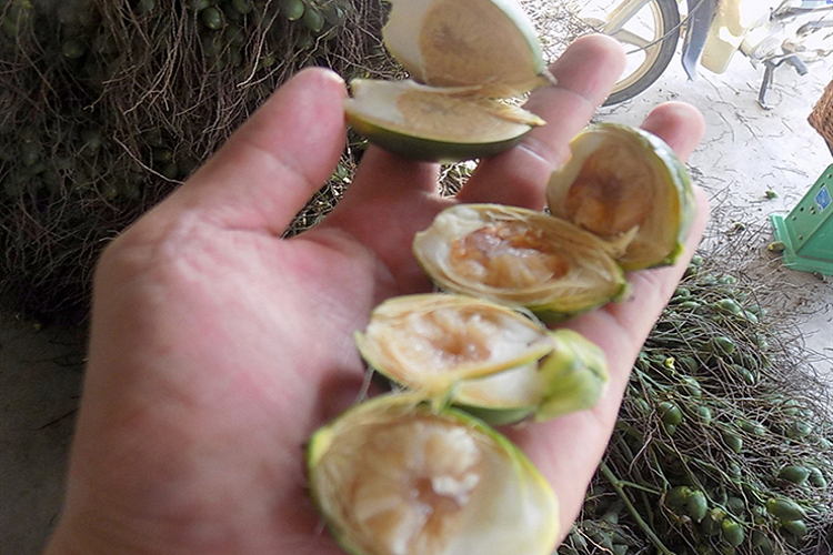 Như vậy, mỗi cân kẹo cau tính tại thời điểm đó là khoảng 7 triệu đồng. Kẹo cau được Trung Quốc sản xuất để xuất khẩu sang các nước Đông Âu là chủ yếu. Bên ngoài hộp thường ghi dòng chữ “nhất khẩu vương”, tức là ngon nhất thiên hạ